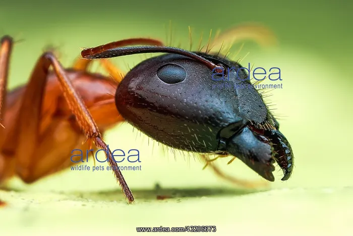 : Yellow ant (Camponotus sp.) head shot : Yellow ant (Camponotus sp.) head shot