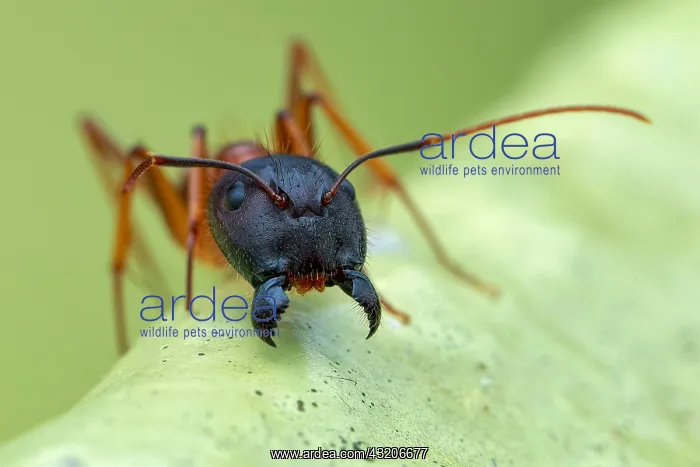 : Yellow ant (Camponotus sp.) head shot : Yellow ant (Camponotus sp.) head shot
