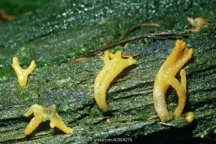 : Yellow / Antler Fungus : Yellow / Antler Fungus