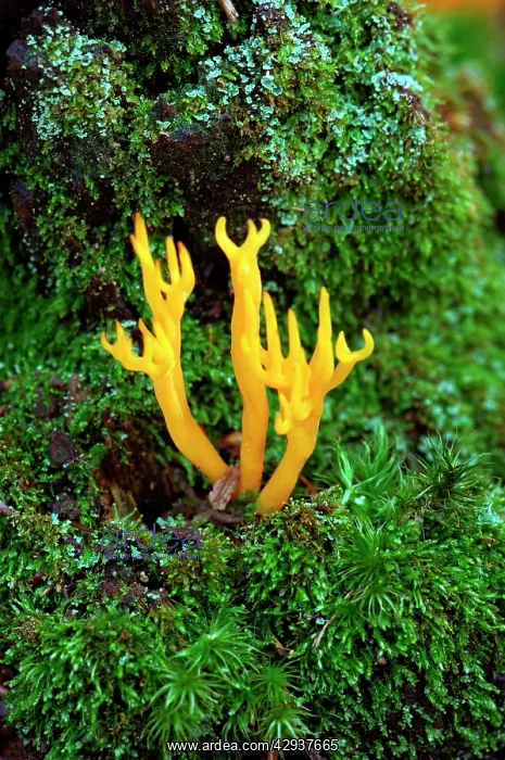 : Yellow Antler Fungus - is a fruit body that is : Yellow Antler Fungus - is a fruit body that is