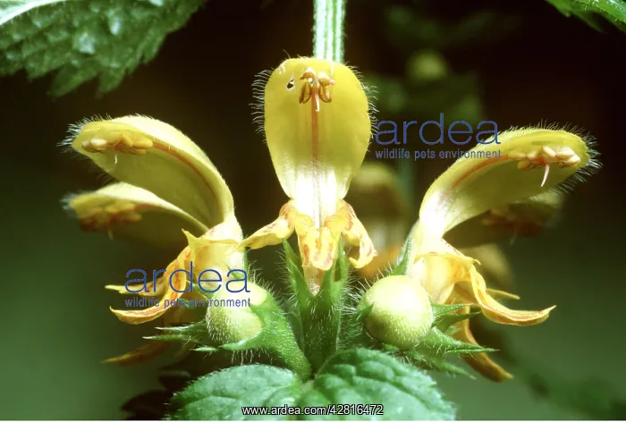 : Yellow Archangel : Yellow Archangel