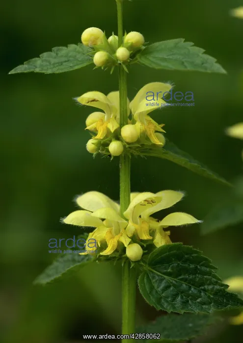 : Yellow archangel : Yellow archangel