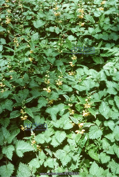 : Yellow Archangel : Yellow Archangel