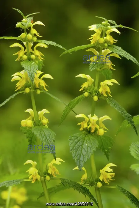 : Yellow Archangel - in flower in spring. Old woodland : Yellow Archangel - in flower in spring. Old woodland