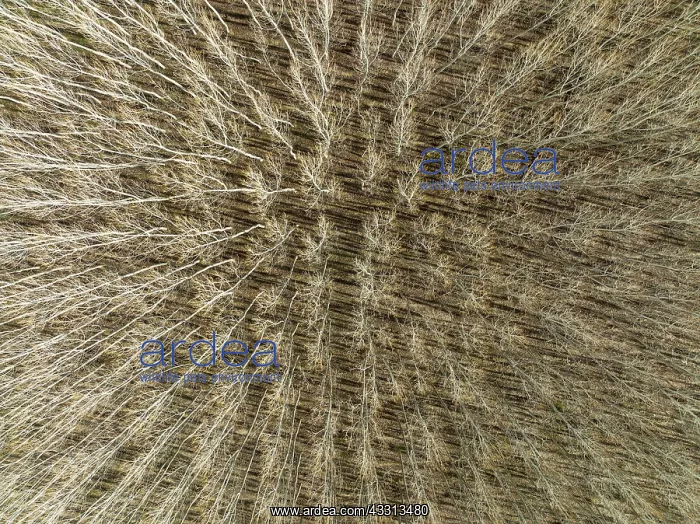 : Yellow Aspen (Populus tremula). Cultivated for timber : Yellow Aspen (Populus tremula). Cultivated for timber