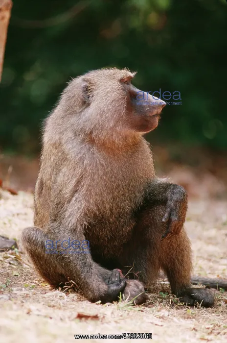 : Yellow BABOON : Yellow BABOON