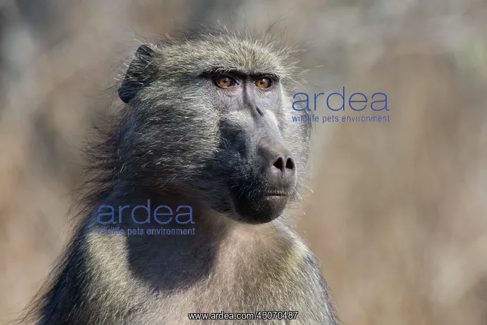 : Yellow Baboon : Yellow Baboon