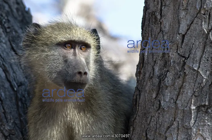 : Yellow Baboon : Yellow Baboon