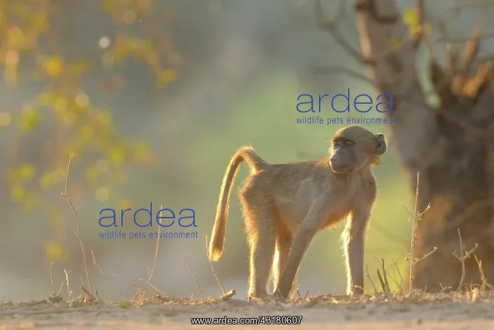 : Yellow Baboon : Yellow Baboon
