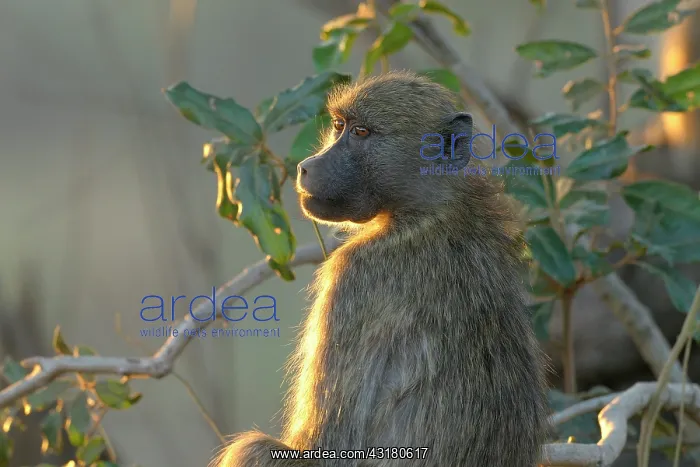 : Yellow Baboon : Yellow Baboon