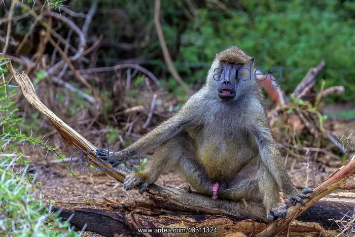  : Yellow baboon in amboseli National Park, Kenya
