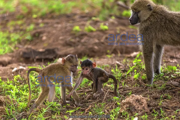  : Yellow baboon babies playing in Amboseli National Prk, Kenya