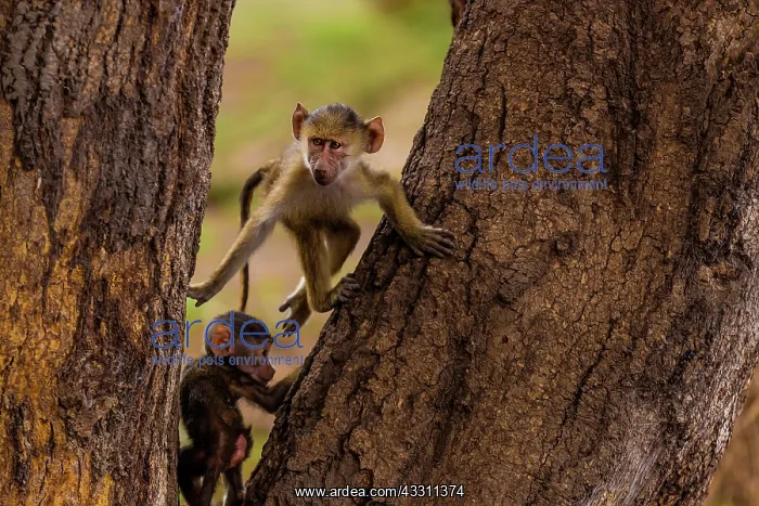 : yellow baboon babies playing on a tree in Amboselli : yellow baboon babies playing on a tree in Amboselli