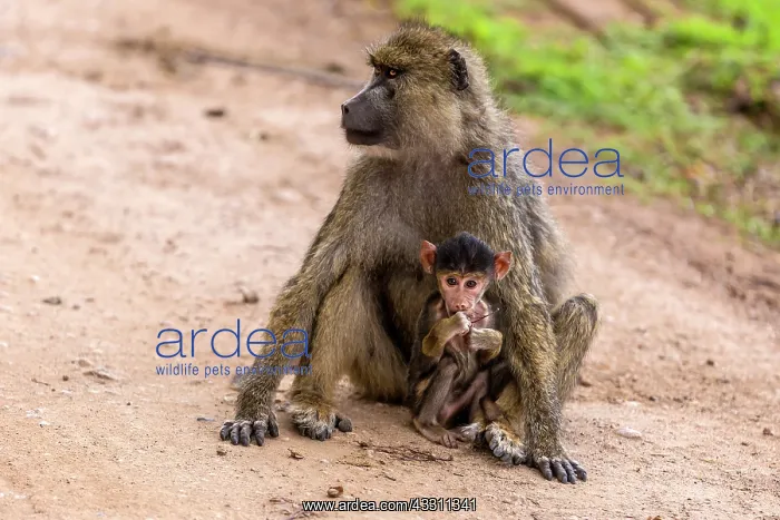 : Yellow baboon baby with mother in Amboseli National : Yellow baboon baby with mother in Amboseli National