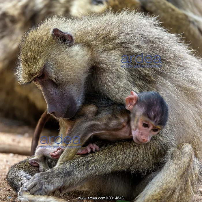 : Yellow baboon baby in mothers arms in Amboseli National : Yellow baboon baby in mothers arms in Amboseli National