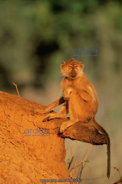 : Yellow BABOON - Basking in the light of the early morning : Yellow BABOON - Basking in the light of the early morning