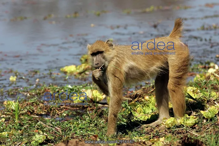 : Yellow Baboon - eating : Yellow Baboon - eating