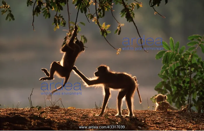 : YELLOW BABOON - morning play : YELLOW BABOON - morning play