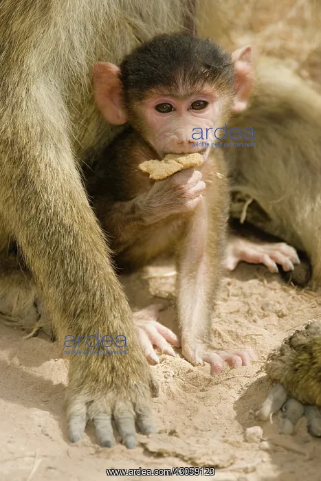 : Yellow Baboon, Papio cynocephalus, portrait : Yellow Baboon, Papio cynocephalus, portrait