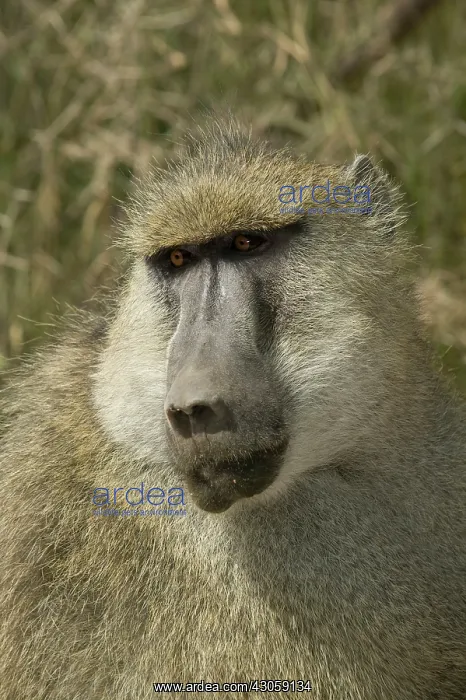 : Yellow Baboon, Papio cynocephalus, portrait : Yellow Baboon, Papio cynocephalus, portrait
