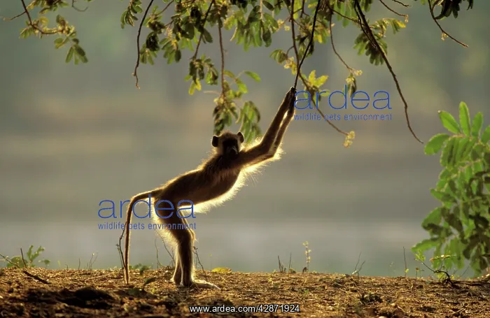 : YELLOW BABOON - reaching for leaves, playful in : YELLOW BABOON - reaching for leaves, playful in