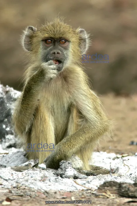 : Yellow Baboon - sitting in ash of fire : Yellow Baboon - sitting in ash of fire