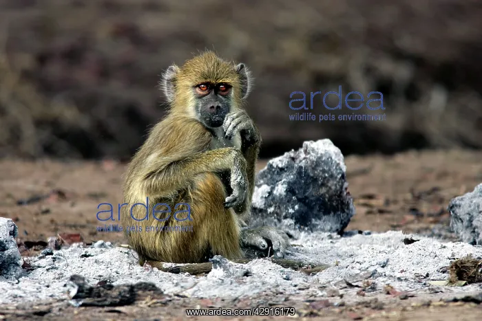 : Yellow Baboon - sitting in ash of fire : Yellow Baboon - sitting in ash of fire