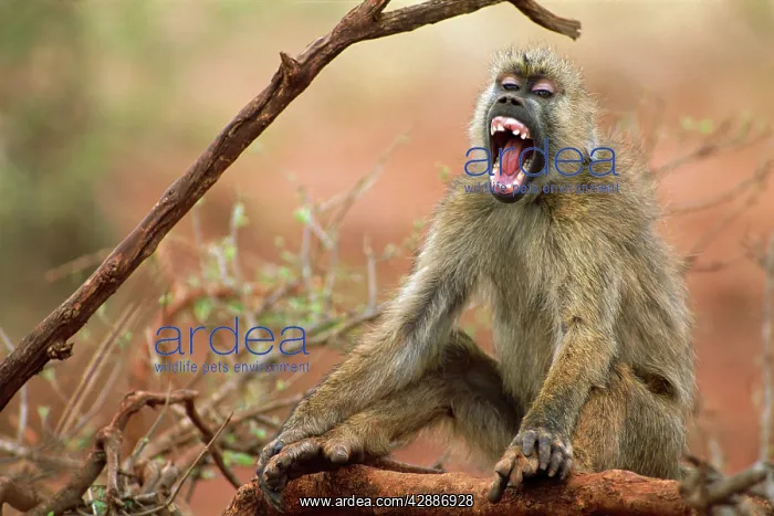  : Yellow Baboon - Sitting down vocalising