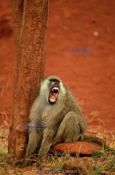  : Yellow Baboon - Vocalising on ground next to tree