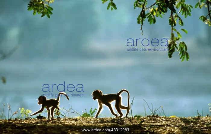 : YELLOW BABOON - x two young, in the morning : YELLOW BABOON - x two young, in the morning