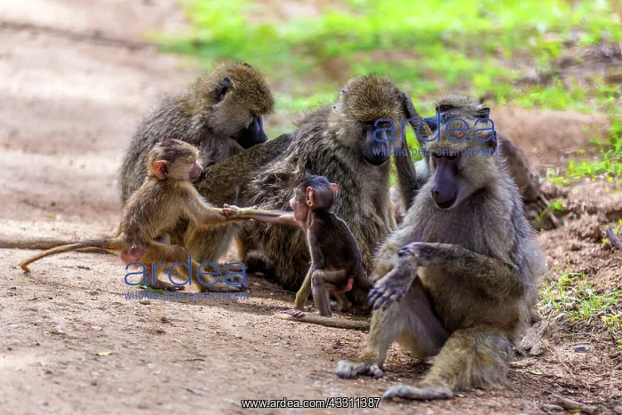 : Yellow baboons grooming and babies playing in Amboseli : Yellow baboons grooming and babies playing in Amboseli