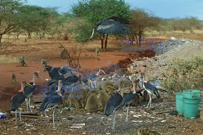  : Yellow Baboons and Marabou Storks (Leptoptilos