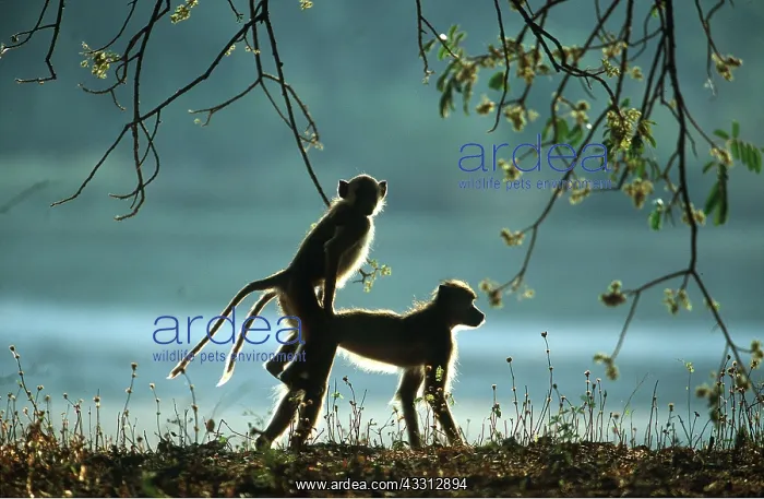 : YELLOW BABOONS - Mating in the early morning : YELLOW BABOONS - Mating in the early morning