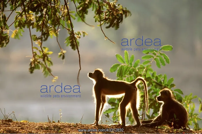 : YELLOW BABOONS - one sitting, one standing, early morning : YELLOW BABOONS - one sitting, one standing, early morning