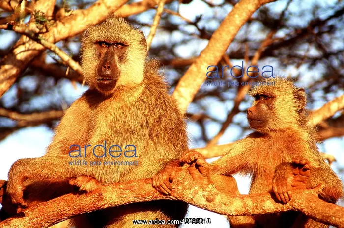  : YELLOW BABOONS - in tree