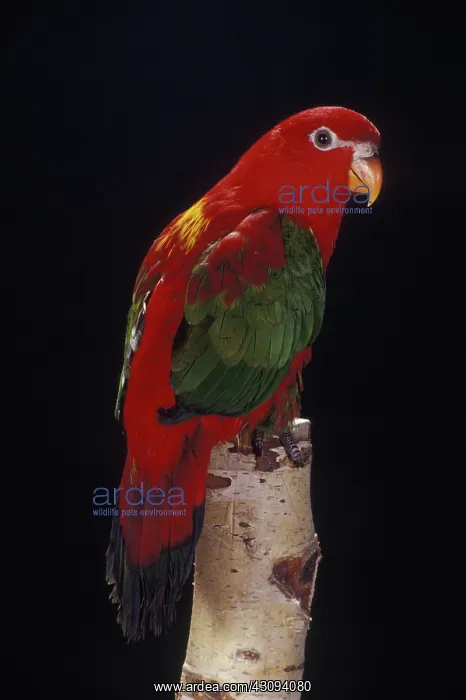 : Yellow-Backed Chattering Lory : Yellow-Backed Chattering Lory