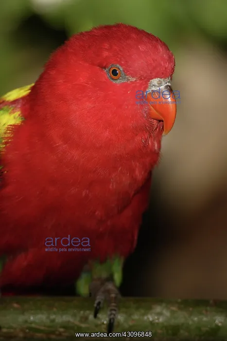 : Yellow-backed Chattering Lory : Yellow-backed Chattering Lory
