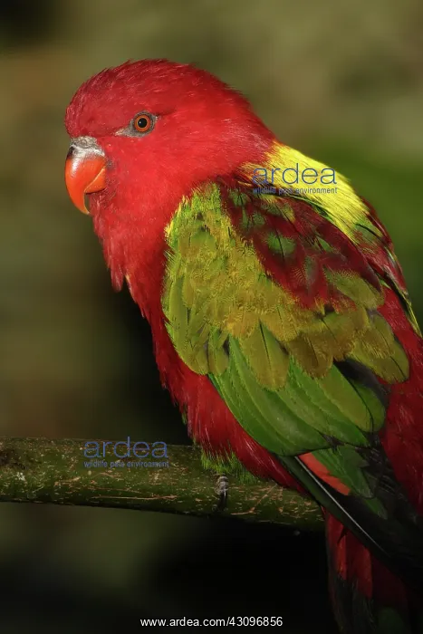 : Yellow-backed Chattering Lory : Yellow-backed Chattering Lory