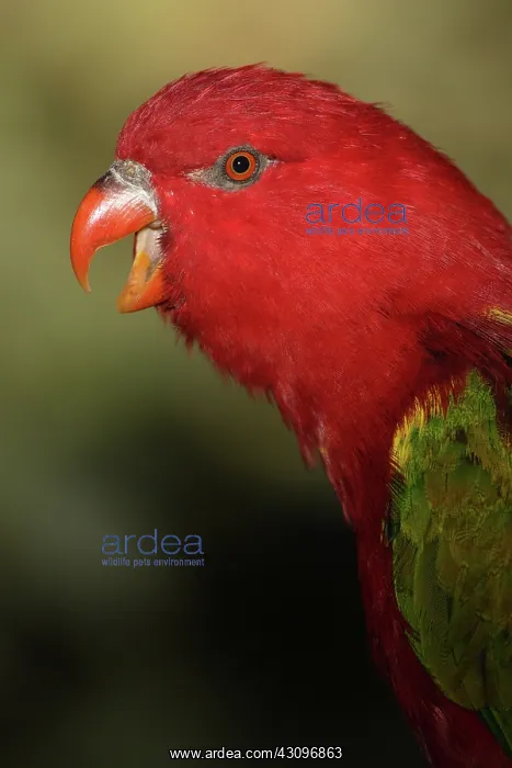 : Yellow-backed Chattering Lory : Yellow-backed Chattering Lory