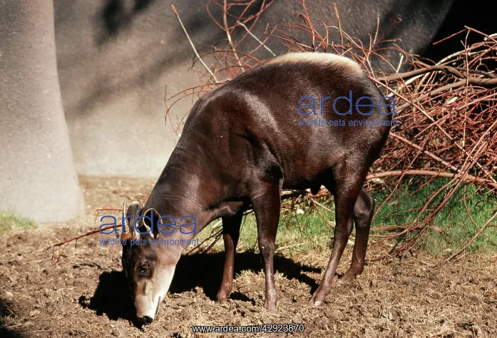  : Yellow-backed Duiker