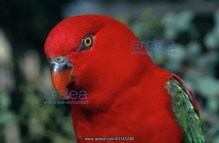 : Yellow-backed Lory : Yellow-backed Lory