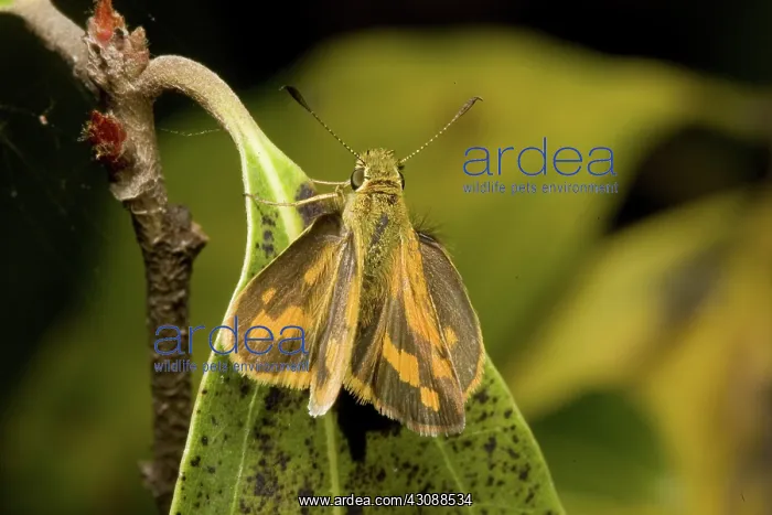 : Yellow-banded dart butterfly : Yellow-banded dart butterfly