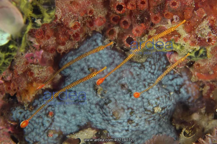 : Yellow-banded pipefish, Yellow-banded pipefish : Yellow-banded pipefish, Yellow-banded pipefish