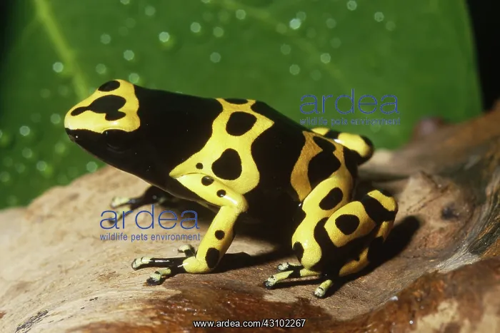 : Yellow-banded Poison Arrow Frog : Yellow-banded Poison Arrow Frog