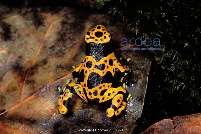 : Yellow-banded Poison Arrow / Poison Dart Frog : Yellow-banded Poison Arrow / Poison Dart Frog