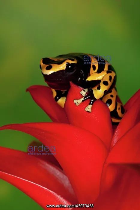 : Yellow-banded Poison Dart Frog : Yellow-banded Poison Dart Frog