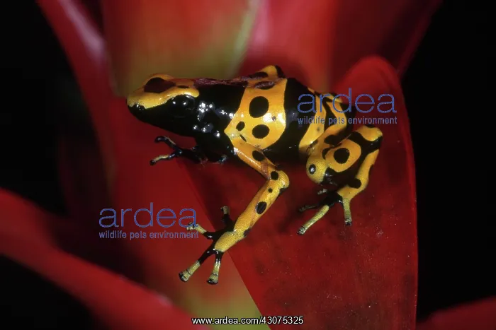 : Yellow-banded Poison Dart Frog : Yellow-banded Poison Dart Frog