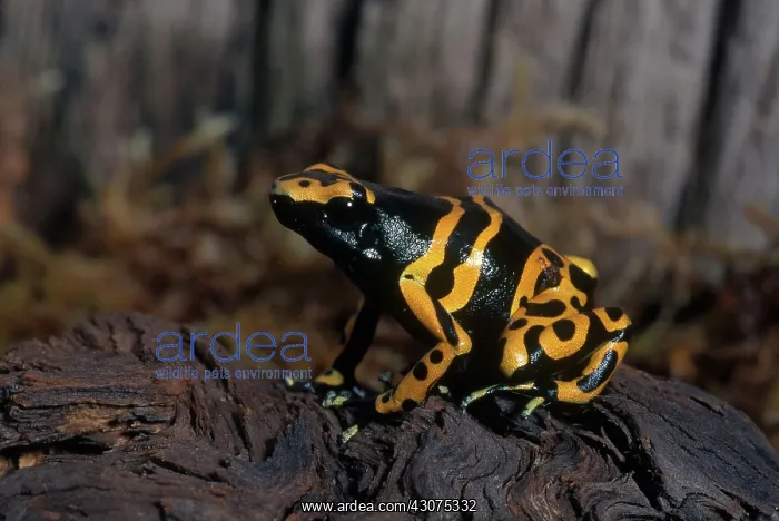 : Yellow-banded Poison Dart Frog : Yellow-banded Poison Dart Frog