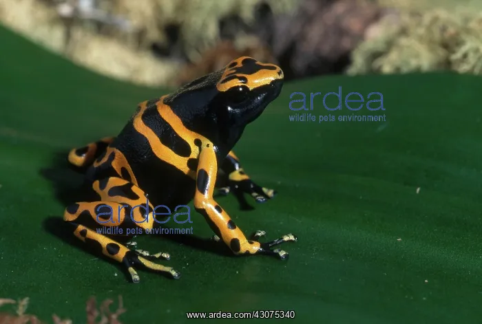 : Yellow-banded Poison Dart Frog : Yellow-banded Poison Dart Frog