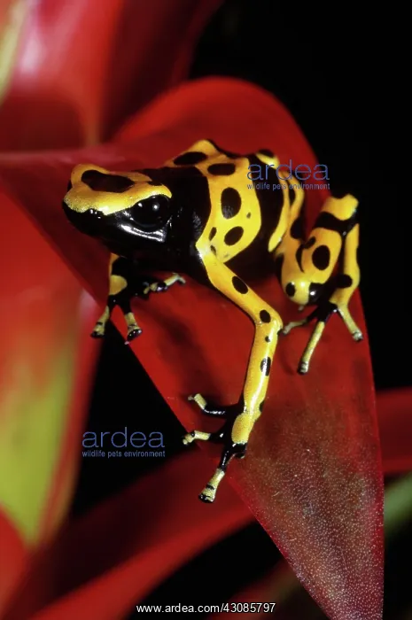 : Yellow-banded Poison Dart Frog : Yellow-banded Poison Dart Frog